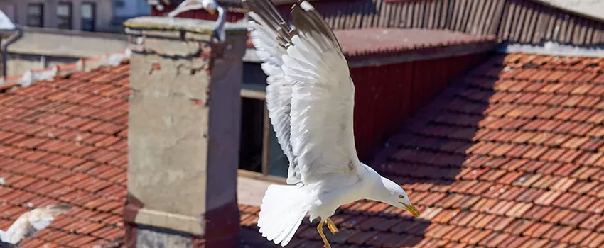 Residential Chimney Animal Removal Solution in Lebanon, TN