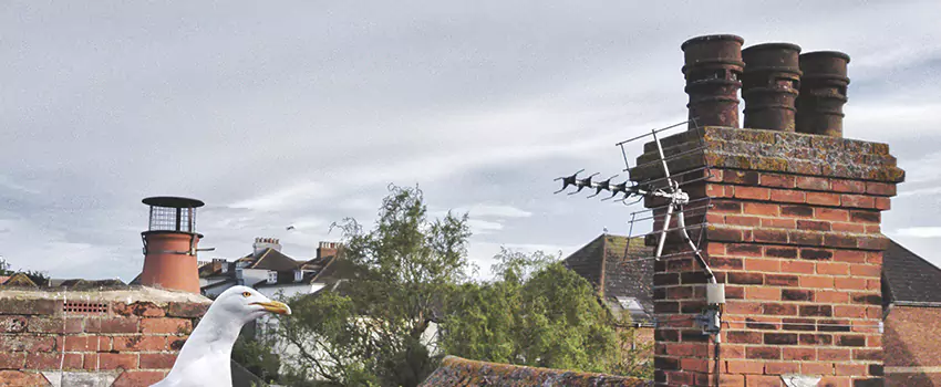 Chimney Cleaning And Restoration in Lebanon, Tennessee